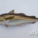 명태이야기 이미지