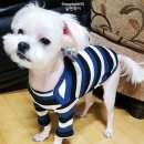 김포현대동물병원 네이버블로그