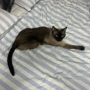 운정 숲 고양이호텔 이미지