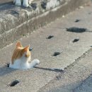 냥이놀이터 이미지