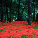 두루봉근린공원 | 대전 꽃무릇 명소 9월 가볼 만한 곳 BEST4