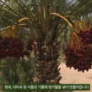 하니메스