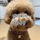 강아지 스마트워치 [텔레파시 텔레팟] - 내돈내산