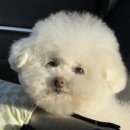 퍼피돌 이미지
