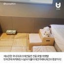더펫텔 이미지
