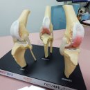 동물병원닥터스 이미지