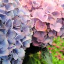 제주베아툼 이미지