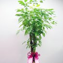 바구 스틸 이미지