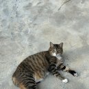 8월 본격적인 취준 시작