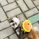 살롱드멍뭉 이미지