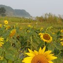 난정마을 해바라기 축제 & 교동향교_200911 이미지