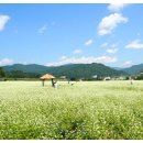 국내 가을여행지/봉평 메밀꽃 축제 이미지