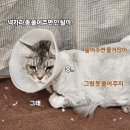 고양이미용&호텔 냥집사 이미지