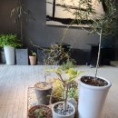 가화반점 | 취향저격맛집& 내돈내산후기 (가화반점,에픽에스프레소)