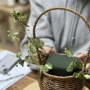 피오리스튜디오
