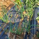 주아농장 이미지