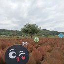의령-의령-의령-D-8 | [의령] 기강 꽃축제 댑싸리, 핑크뮬리, 아스타국화 실시간 후기