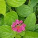 란타나호텔 이미지