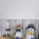 코코펫살롱&호텔 이미지