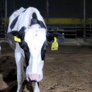 왕산농장 이미지