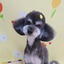 애견미용샵 조이 이미지