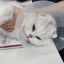 보담동물의료센터 이미지