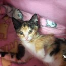 행운냥이 이미지