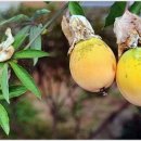 욕망의 열매 이미지