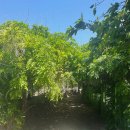 등나무집민박 이미지