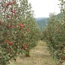 알프스 농장 이미지