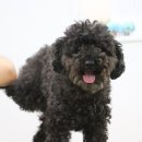 아로메리 이미지