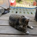 지치울작은도서관 이미지