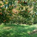 향단농장 이미지