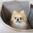 베리하우스 켄넬 | 두잇 드라이하우스, 강아지하우스로 마약방석이 여기있네?