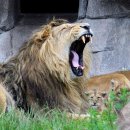 한사자농장 이미지