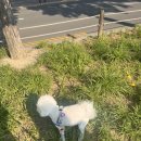 (주)나트리스 | 내돈내산 후기: 나트리스 산책용 휴봉투 사용해봤어요!