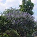 Texas Vitex 이미지