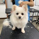 베스트강북애견미용학원 이미지