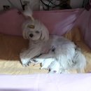 엥꼬 Daum카페
