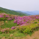 5월 10일(일요일) 지리산 바래봉( 전북 남원 1.186m) 철쭉 산행 이미지