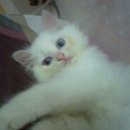 우리집 야옹이 이미지