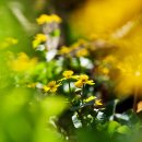 들꽃사랑 이미지