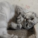 세림동물병원 이미지