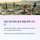 태안 맛조개, 동죽 캐기 체험 완벽 가이드 (2025 최신판)