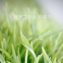 마이레몬그라스 이미지