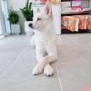 몽비쥬 펫살롱 이미지