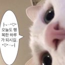제제(jeje)