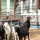 토종축산 이미지