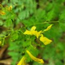 명동안경 이미지