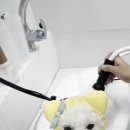 누구보다 소중하개 이미지